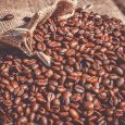 Graine de café