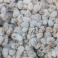 Graine de coton