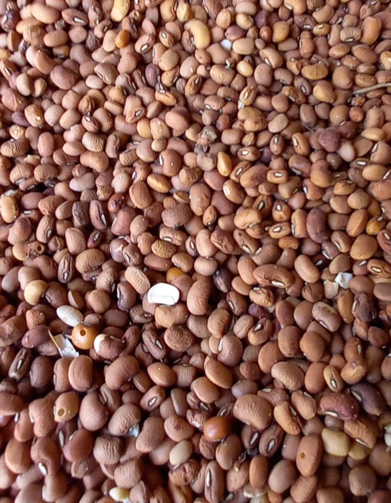 Niébé